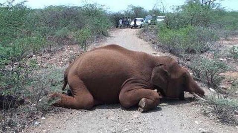 யானைகளின் வருகை 59: எமனாகும் அரசின் இலவச மின்சாரம்!