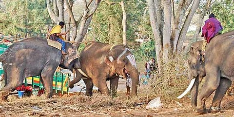 யானைகளின் வருகை 62: புத்துணர்ச்சி நிதிக்கு ஈகோ யுத்தம்