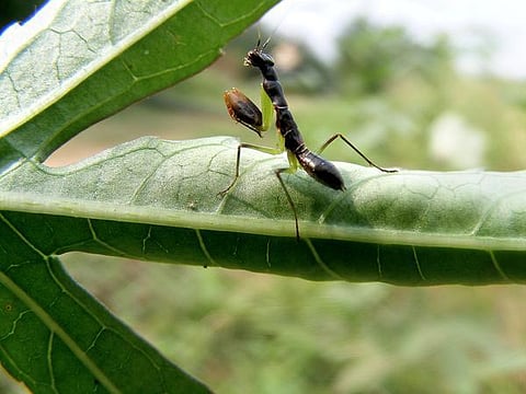 கான்கிரீட் காட்டில் 06: நீளக் கட்டெறும்பு?