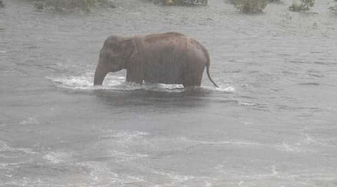 யானைகளின் வருகை 66: எப்படி அகலும் சூழல் அவலம்?