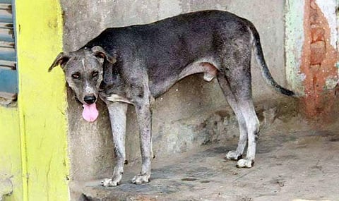 முதல் நண்பன் 08: அசல் சிப்பிப்பாறை - கடைசிப் பதிவு