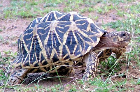 டிங்குவிடம் கேளுங்கள்: ஆமை புகுந்தால் கெட்ட சகுனமா?