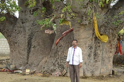 சாய்ந்தது பழமையைப் பறைசாற்றிய பப்பரப்புளிய மரம்: முயன்றால் மீண்டும் உயிர் கொடுக்கலாம்