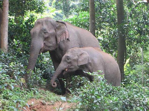 யானைகளின் வருகை 85: தென்னிந்தியாவின் தண்ணீர் தொட்டி!