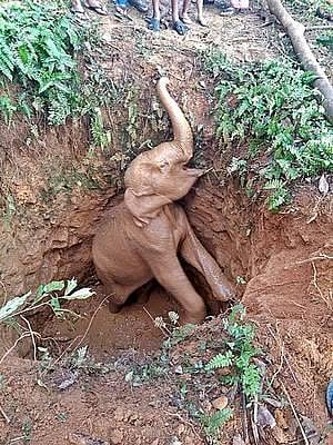 கிணற்றில் இருந்து மீட்கப்பட்ட குட்டியை பாசத்துடன் அழைத்துச் சென்ற யானைக் கூட்டம்