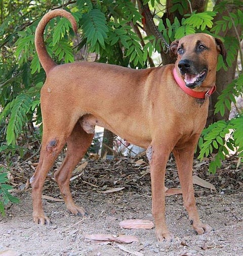 முதல் நண்பன் 10: எளிய மக்களுடன் பயணிக்கும் நாய்!