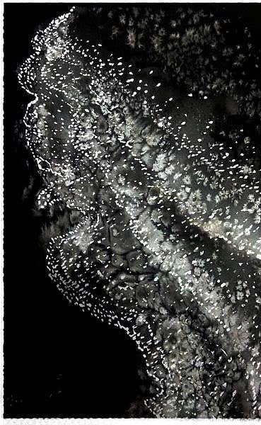 கடலம்மா பேசுறங் கண்ணு 30: சிற்றுயிரியின் பெரும் சேவை!