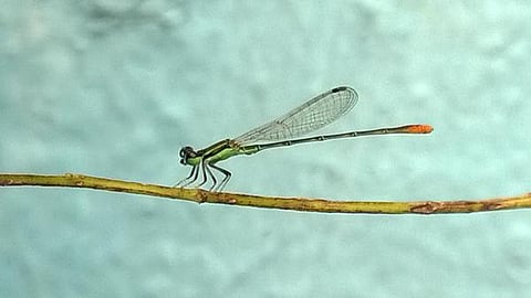 கான்கிரீட் காட்டில் 11: மாடியைத் தேடி வரும் தட்டான்