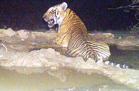 யானைகளின் வருகை 92: புலிக்காடு துஷ்பிரயோகம்!