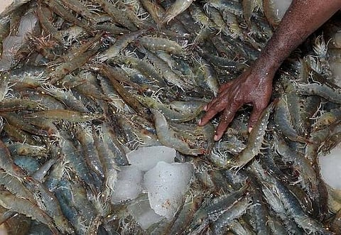 இறால் ஏற்றுமதி 20 சதவீதம் உயர்வு தமிழகத்தில் 3 இடங்களில் மீன் வளர்ப்பு தொழில் பூங்கா- தமிழக அரசுக்கு மீன்வளப் பல்கலைக்கழகம் பரிந்துரை