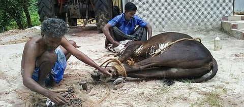 எங்கே இருக்கிறார்கள் லாடம் கட்டிகள்?- நலிந்துவிட்ட நமது இன்னொரு பாரம்பரியம்