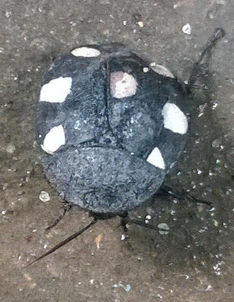 கான்க்ரீட் காட்டில் 12: கரப்பான்பூச்சியின் தனி அழகு