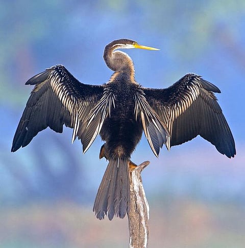 உங்கள் மாவட்டத்தின் பறவை எது?