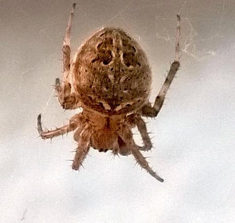 கான்க்ரீட் காட்டில் 13: வலையில் சிக்காத சிலந்தி