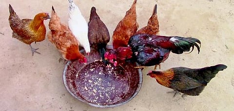 தொட்டனைத்து ஊறும் அமிழ்தம் 62: மீன் தின்னும் கோழி