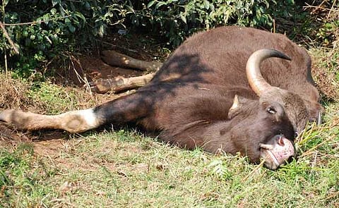 யானைகளின் வருகை 101: கடமானை குதறிய காய்வெடி