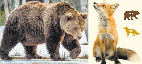 படமும் கதையும்: நரியின் நாடகம்!