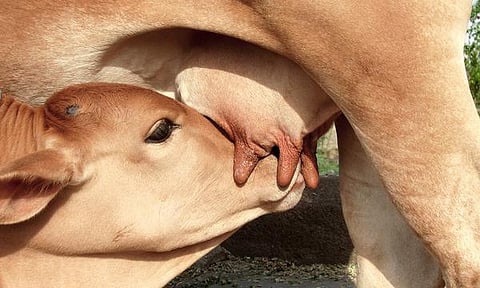 தொட்டனைத்து ஊறும் அமிழ்தம் 63: ‘ஆ’ செல்வம்!