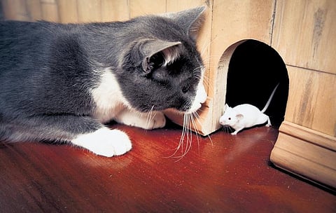 படமும் கதையும்: புத்தாண்டு வாழ்த்து