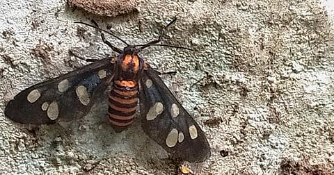 கான்க்ரீட் காட்டில் 15: குளவி போன்றொரு பூச்சி