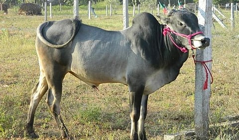 சென்னையில் ஜல்லிக்கட்டுக் காளைகள் கண்காட்சி!