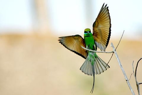 பேசும் படம்: மண் வாசனை