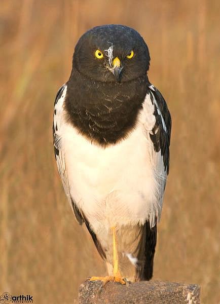 சென்னைக்கு வந்த ஆசியப் பறவை