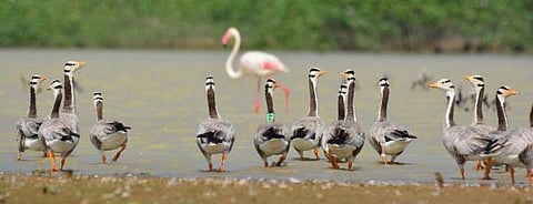 பறவைகளுடன் ஒரு பொங்கல்!