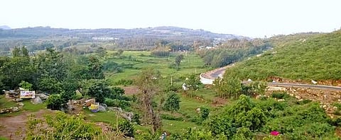 பூப்பெய்தும் தென்னைக்கு பூஜை..!