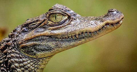 டிங்குவிடம் கேளுங்கள்: ஏன் நல்லதை நினைக்க வேண்டும்?