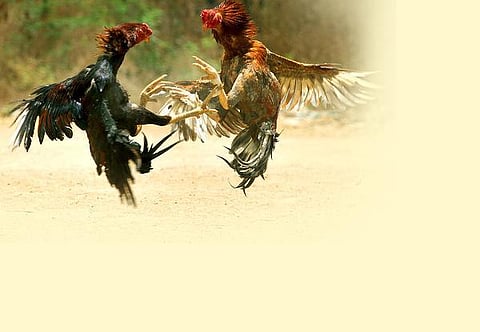 ஆக்ரோஷ கொக்கரக்கோ: உடலே ஆயுதம்.. உடனே  வியூகம்