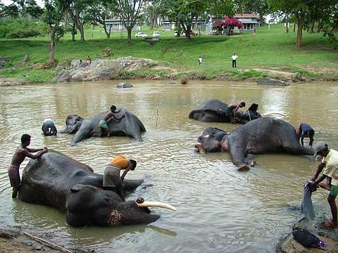 யானைகளின் வருகை 119: மாயாற்றில் கலக்கும் ரசாயனக் கழிவு