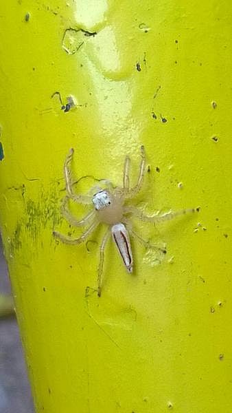 கான்க்ரீட் காட்டில் 18: தலையைத் திருப்பும் சிலந்தி