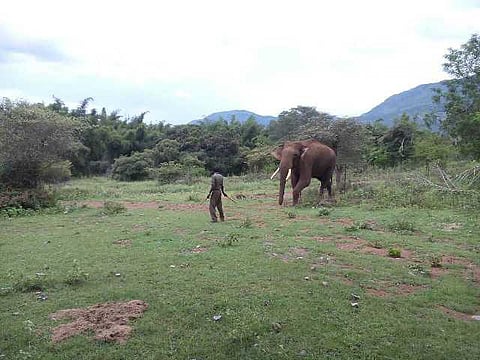 யானைகளின் வருகை 120: ரொனோல்டா, ரிவால்டோ, ரீட்டா...!