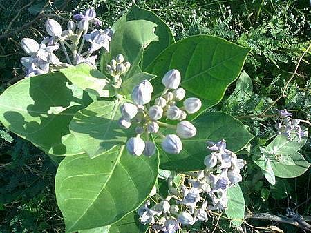 எருக்க இலை, அருகம்புல், பசுஞ்சாணம், அட்சதை நீராடல்! தோஷங்கள் நீங்கும் ; துஷ்ட சக்திகள் நெருங்காது!