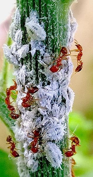 கான்கிரீட் காட்டில் 19: பூச்சி வளர்க்கும் எறும்பு