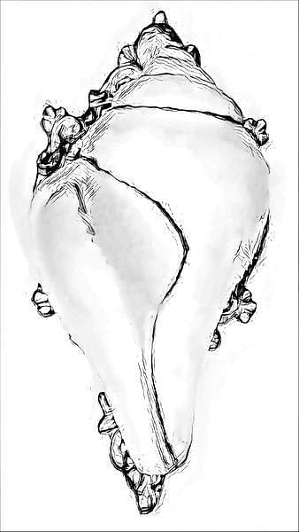 கடலம்மா பேசுறங் கண்ணு 38: வலம்புரி அதிர்ஷ்டமா?