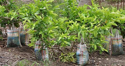 மூட்டைகள் கட்டிய கொய்யா; மும்மடங்கு மகசூல் - ஆயக்குடி அனுபவ விவசாயம்