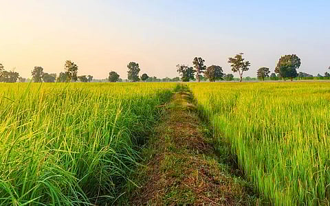 தொட்டனைத்து ஊறும் அமிழ்தம் 68: நெய்தல் நில வேளாண்மை