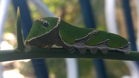 கான்க்ரீட் காட்டில் 20: எலுமிச்சை அழகி