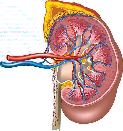 உடல் எனும் இயந்திரம் 9: கழிவுத் தொழிற்சாலை