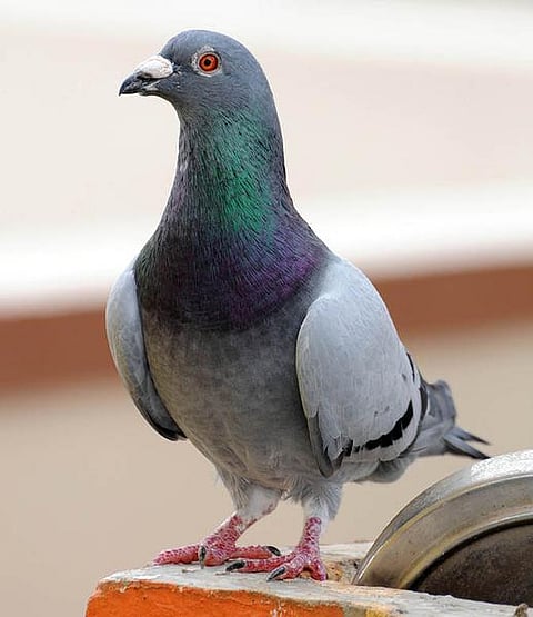 பொம்மியைக் கேளுங்கள்: புறாவைப் பற்றி தெரியுமா?