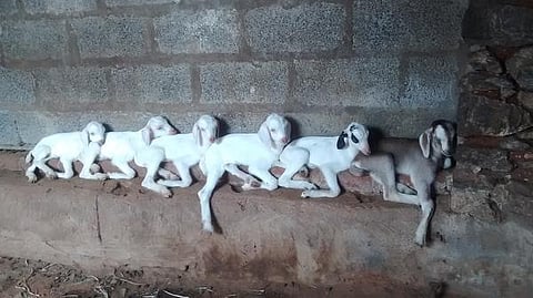 பேசும் படம்: தாவரமும் தாவரம் சார்ந்ததும்