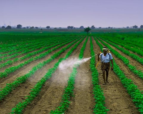 பூச்சிக்கொல்லி உயிரிழப்பைத் தடுக்கும் வழிகள்: வேளாண் அறிவியல் நிலையம் வழிகாட்டுதல்