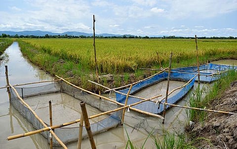 தொட்டனைத்து ஊறும் அமிழ்தம் 69: அருகிவிட்ட பண்டைய முறை