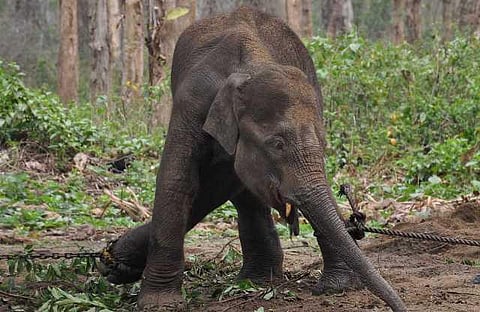 யானைகளின் வருகை 132: அச்சுறுத்தும் இடுக்கி பேக்கேஜ்