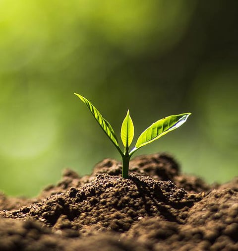 தொட்டனைத்து ஊறும் அமிழ்தம் 71: மண்ணுக்கு உயிர் உண்டு