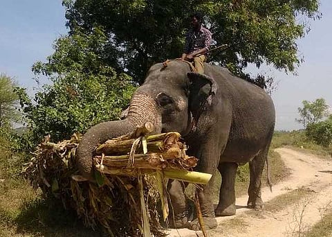 யானைகளின் வருகை 135: ருக்குமணியின் தீரம்