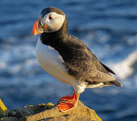 இது எந்த நாடு? 48: எரிமலைகளின் நாடு