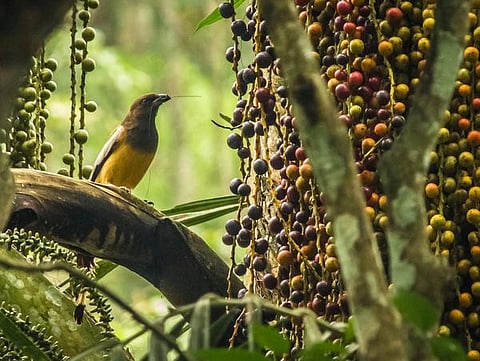 பேசும் படம்: ஒளி உயிர் இயற்கை